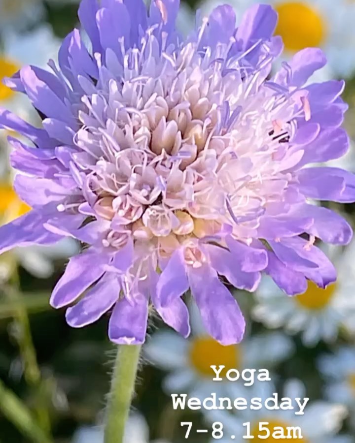 Oxford Yoga - Blue Flower