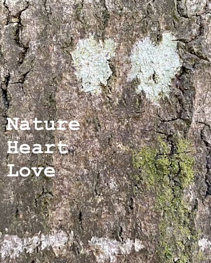 Oxford Yoga - Tree Bark
