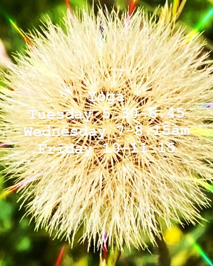 Dandelion- Oxford Yoga
