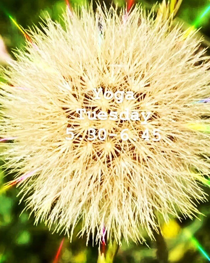 Dandelion- Oxford Yoga 2