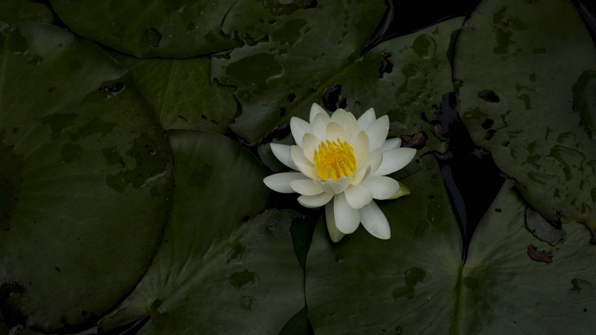 Oxford Yoga - Lotus on Lilies